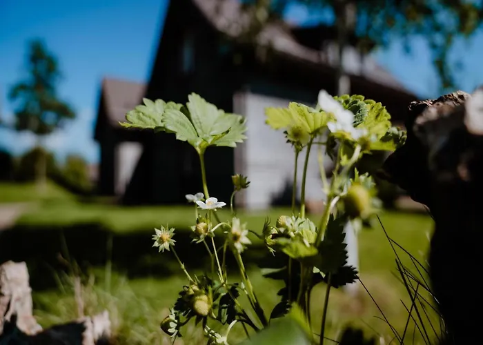 Semi-detached Houses, Turf House Torfhaus
